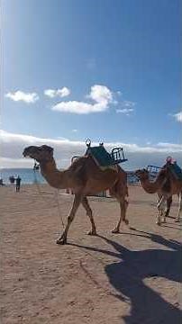 Tourist Caleta de Fuste Beach | Fuerteventura Most Relaxing Resort | Canary Islands Hidden Gem