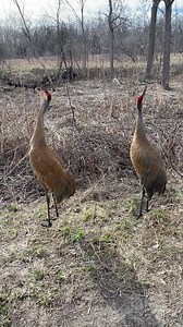 🚨Sound alert 🚨 🔈 A Sandhill Crane couple give their unison call, which is a duet between a pair-bonded cranes. There is a rare sight down the path - another Sandhill Crane that is in a crouch threat, an aggressive display. This Crane calls and gets a response from their partner ~37 seconds. | Jocelyn Anderson Photography