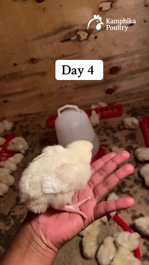 Day 4! 💚 #tikokmalawi🇲🇼 #malawiantiktok🇲🇼 #fyp #poultryfarmingMalawi #zambiantiktok🇿🇲