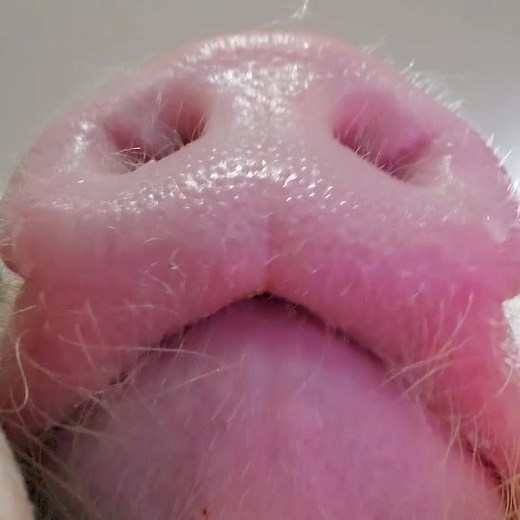 Timothy the pig on TikTok