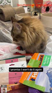 3.3K views · 159 reactions | Broken promises 梁_R | Southern Cats | Facebook