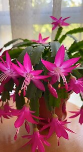 How to propagate a Christmas cactus without mistakes: a complete step-by-step guide | Garden and home tricks