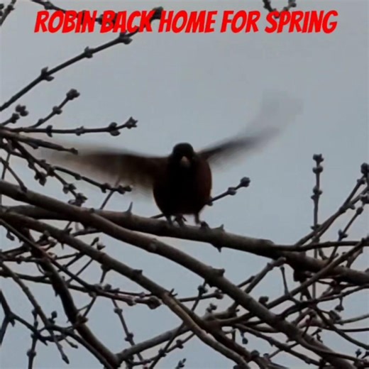 Robin Returns For Spring too Early #birds #birdsong #shorts
