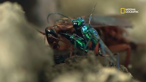 Après avoir piqué une première fois la blatte, cette guêpe émeraude prend le temps de trouver l'endroit parfait pour inoculer son venin. | Nat Geo Wild France