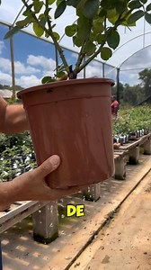 Sempre que for plantar sua rosa, certifique-se que o solo ou substrato esteja com boa capacidade de drenagem. 😊 Rosas gostam de água, não gostam é de solo encharcado 🌹 👉Siga a Marchiori para mais dicas de cultivo de roseira #roseiras #rosas #roseira #rosa #roseiraslindas | Rosas de Jardim