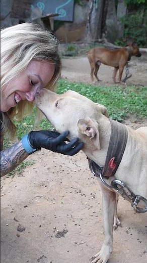 Tilly: Freed from life on a chain #shorts #animalrescue