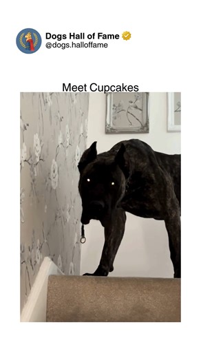 Dogs • Cute Dogs • Dog Videos on Instagram: "The hilarious irony of a dog named Cupcakes who looks absolutely terrifying, intimidating, and legitimately dangerous completely contradicting their adorable sweet name. The contrast is comedy perfection — this isn't a fluffy poodle or tiny chihuahua, this is likely a muscular powerful breed with intense expressions, strong build, protective stance, and appearance screaming "approach at your own risk" while bearing the most precious bakery-inspired na