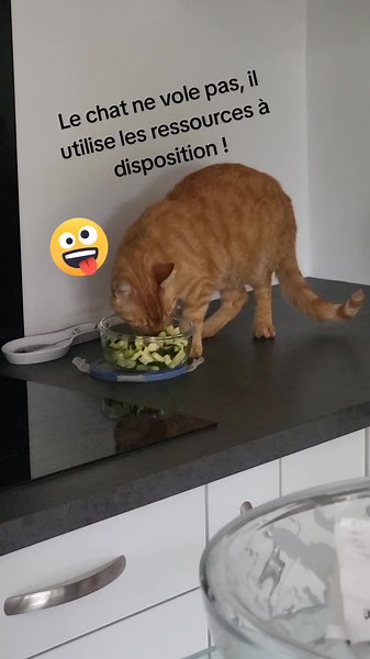 Comportementaliste chat sur TikTok