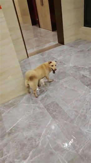 4.7K views · 146 reactions | Careful. Don’t run too fast#dog#funny#funnyanimals#funnypets#animals #dogsofttiktok #pet #foryou #longervideos #funnyanimals #petlovers #funny #longervideos #funnyvideos #animal #dog #pet | Funny Dog | Facebook