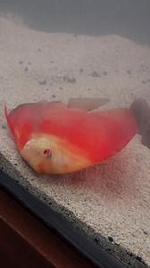 350K views · 3.5K reactions | Tank Vlog update: Cartimar | Camille Colmenares | Facebook