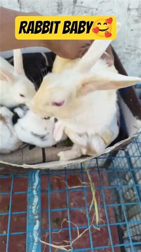 Baby Rabbit First Time Outside 🌿🐰Rabbit Eating Like a King 👑🐰