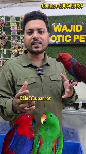 Red or Green? Why not both! ❤️💚​Meet the beautiful Eclectus Parrot at wajid Exotic Pets