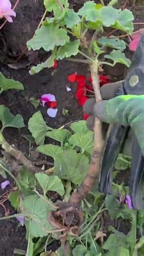 #sardunyabakımı #sardunyaçoğaltma,geranium propagation,flour,flower,nature