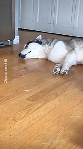 388K views · 1.4K reactions | Doggo.exe has stopped working  @2husketeers | Barked | Facebook