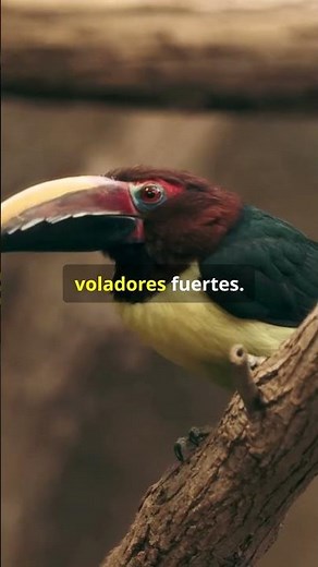 Discover the SECRETS of the TOCO TOUCAN! #animals #funfacts #shorts
