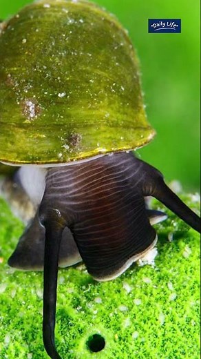 5 Freshwater Snail Facts | This animal is GROSS! | Snails