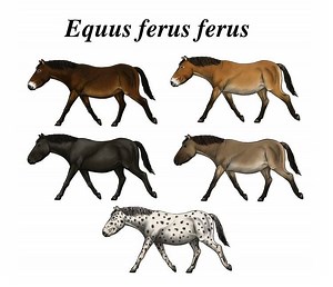 Equine coat color genetics - Alchetron, the free social encyclopedia