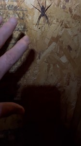 1.4K views · 76 reactions | John Carter Cash on Reels | Facebook