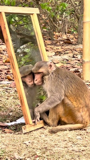 Curious Monkey Listens to a Mirror Like It’s Hiding a Secret