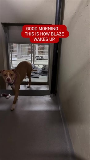 Adopt Blaze: Gentle 3.5-Year-Old Terrier Mix