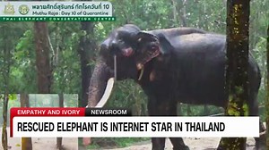 Thai elephant, Sak Surin, becomes an unlikely viral sensation