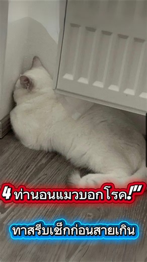 ท่านอนแมวแบบนี้ กำลังบอกอะไรเราอยู่? สิ่งที่เจ้าของควรสังเกต#แมว #ทาสแมว #สุขภาพแมว