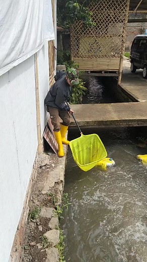 17K views · 47 reactions | Arus deras yang bikin ikan hanyut  #fish #predatorfish #aquariumfish #seafish #riverfish #swampfish #fishinghobby #pondfish | Ivan Pri | Facebook