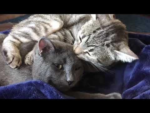 🐈 Cat ❤️: Grooming & Purring (Dobby & Hedwig 🐈) No talking ASMR