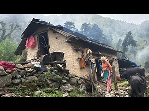This is Himalayan Rainey Day Shepherd Life Nepal || Peaceful and Relaxing Mountain Village Life ||