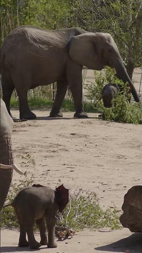 Elephant Baby Boom at Sedgwick County Zoo | Wichita, Kansas