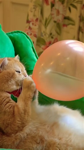 Boom Scared me ! #funny #shorts #short #shortvideo #shortsfeed #reels #memes #viral #subscribe