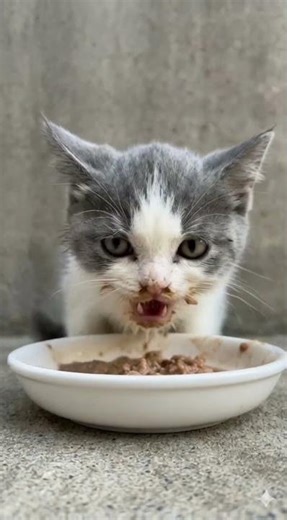 ASMR: Listen to the "Nom Nom" Sounds! 🔊🍗 (Ear Wiggles Warning)