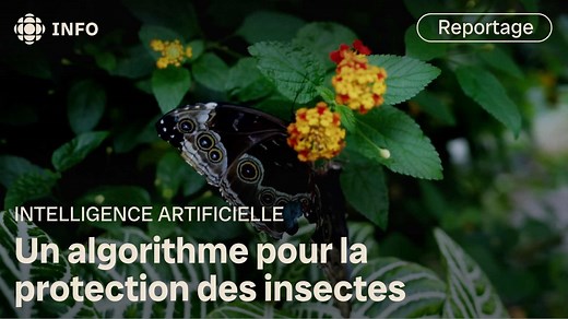 Les populations d’insectes s'effondrent à un rythme sans précédent dans le monde et il manque de scientifiques pour mesurer ce déclin. Des spécialistes en intelligence artificielle se sont alliés à l’Insectarium de Montréal pour créer un outil qui pourrait changer la donne. | Radio-Canada Environnement