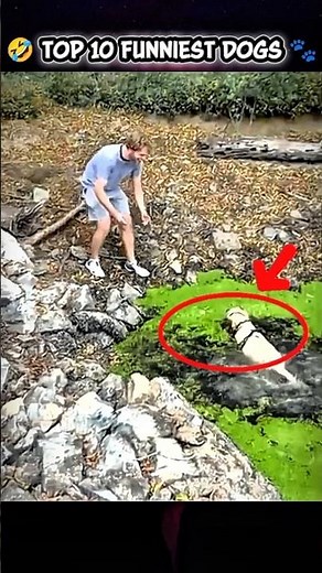 Top 10 Crazy Funny Dogs 🤣🐾 You Won’t Stop Laughing!