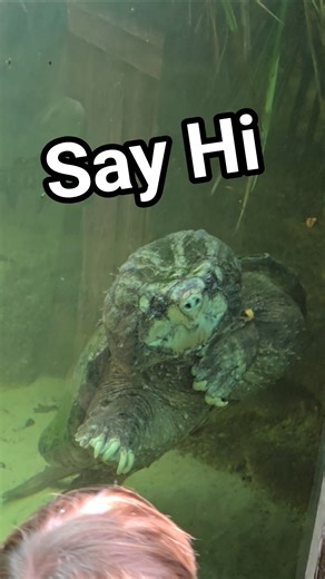 Say Hi to my Alligator Snapping Turtle friend from the Brevard Zoo. Turtles need friends too!!