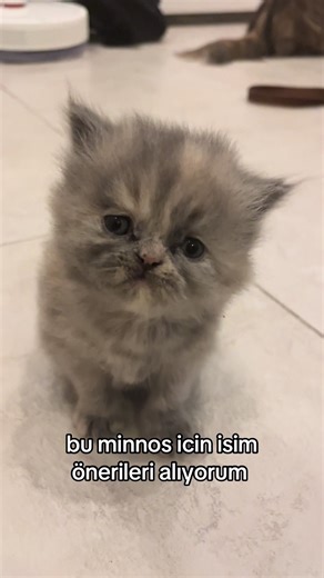 Kedi İsimleri İçin Yaratıcı Öneriler