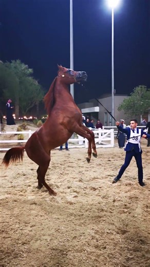 Elite Arabian Horses in Kuwait 🇰🇼🐎 | International Horse Show Moments #EliteArabianHorse#horse