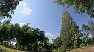 Download Time Lapse Video The movement of tree clouds as time passes. for free