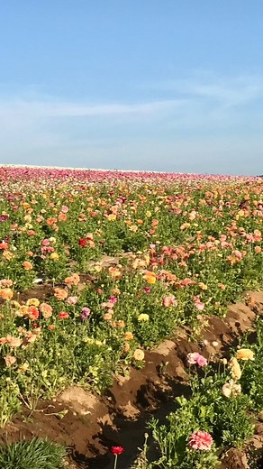 More cute finds at @marshalls🔥 . . . . #marshalls #marshallsfinds #shoppingvlog #shopwithme #marshallshaul #marshallsshopping #marshallsshopwithme #marshallsvlog | mandafindsit