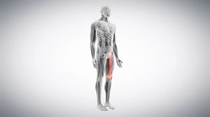 Medical 3d Animation Femur Bone Stock Footage Video (100% Royalty-free) 15128980 | Shutterstock