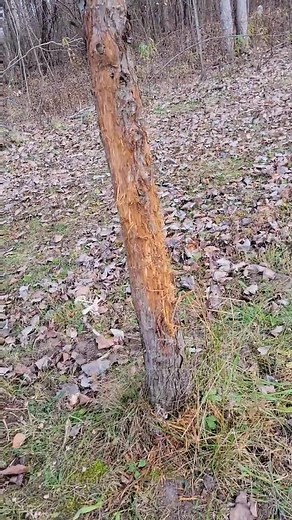 Big Buck Whitetail Deer Hunting Excitement