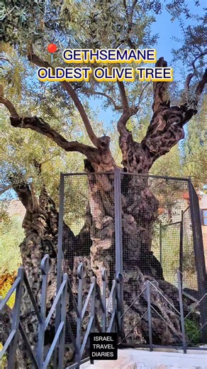 3.6M views · 179K reactions | This 2,000 year old olive tree in the...