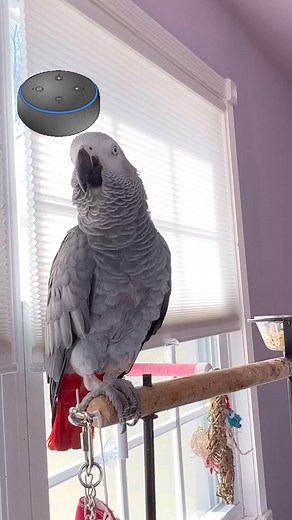 I need to learn how to say random🤣💨#symontheafricangreyparrot #FacebookReelsContest #parrot #reelsvideo #parrot#pet#animal#fypシ゚viralシ #africangreyparrot #parro #love #fypシ゚ #fyp #reelsfb #talkingparrot #congoafricangrey #babyparrot #fbreels #viral #africangrey #fbreelsvideo | Harper