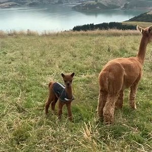 775K views · 22K reactions | Una bebe alpaca  Créditos @shamarra_alpacas | Bioguia | Facebook