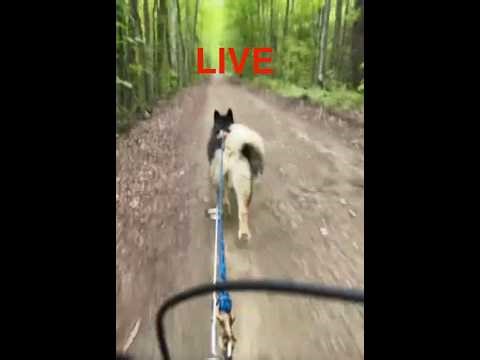 🔴 Live Alaskan Malamute Towing Scooter Dude🐕🐾 #fun #nature #dog #livestream