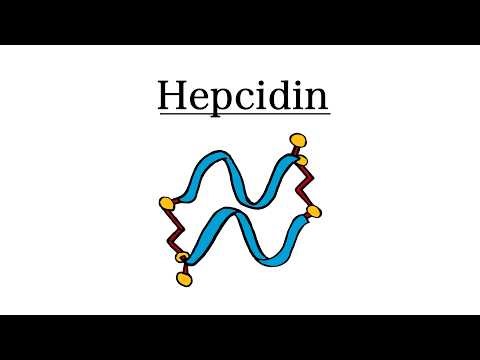 What is Hepcidin? | Medicine & Hematology