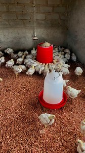 77K views · 1.6K reactions | 3 weeks old broiler chickens | Makwala Agri | Facebook