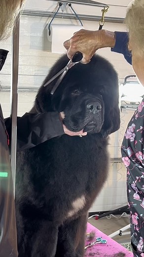 Phin's Dog Show Adventure 🐾