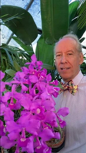 Cattleya Skinneri: National Flower of Costa Rica