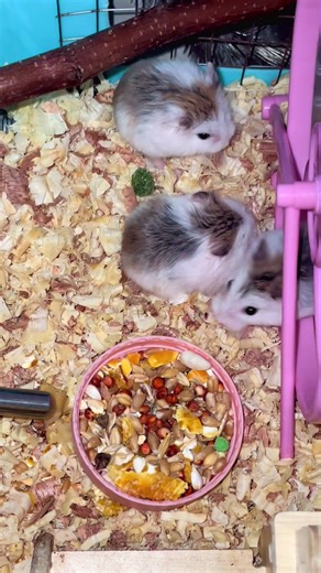 feeding time 🐹 #hamster #hamsterwheel #robohamster #hamsterfeeding #roborovski